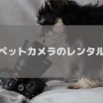 ペットカメラのおすすめレンタルサービスを徹底比較！サブスクして愛犬や愛猫を見守りましょう