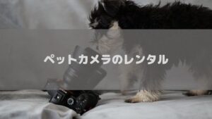 ペットカメラのおすすめレンタルサービスを徹底比較!サブスクして愛犬や愛猫を見守りましょう